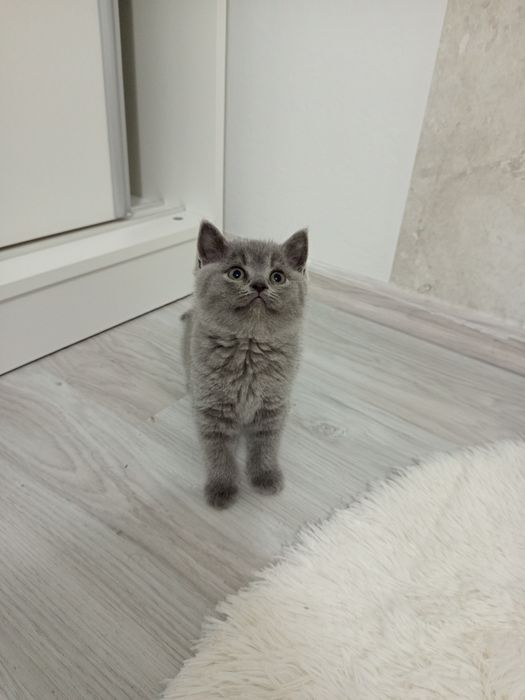 Cudna kotka brytyjska