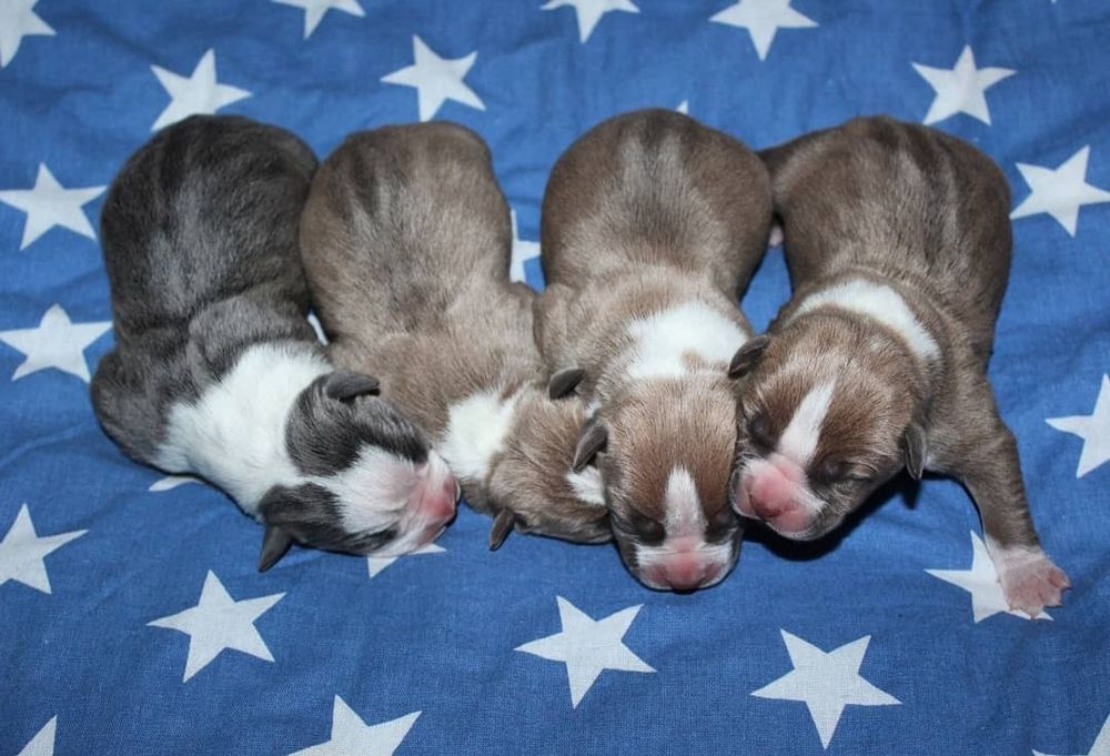 Малыши ам.стаффа с шикарной родословной .