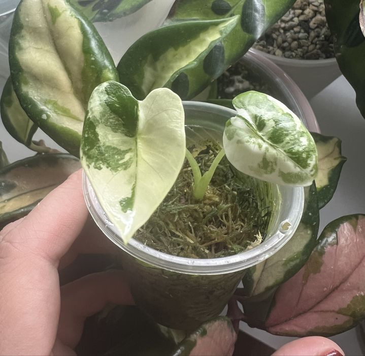 Алоказія фрайдек варієгатна