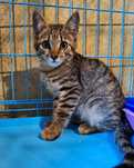 Кастрированный полосатый котёнок-мальчик ищет дом! Отдам в хорошие рук