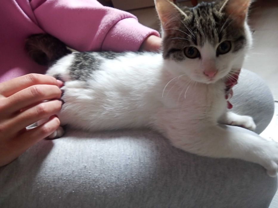 Oddam kotki w dobre ręce