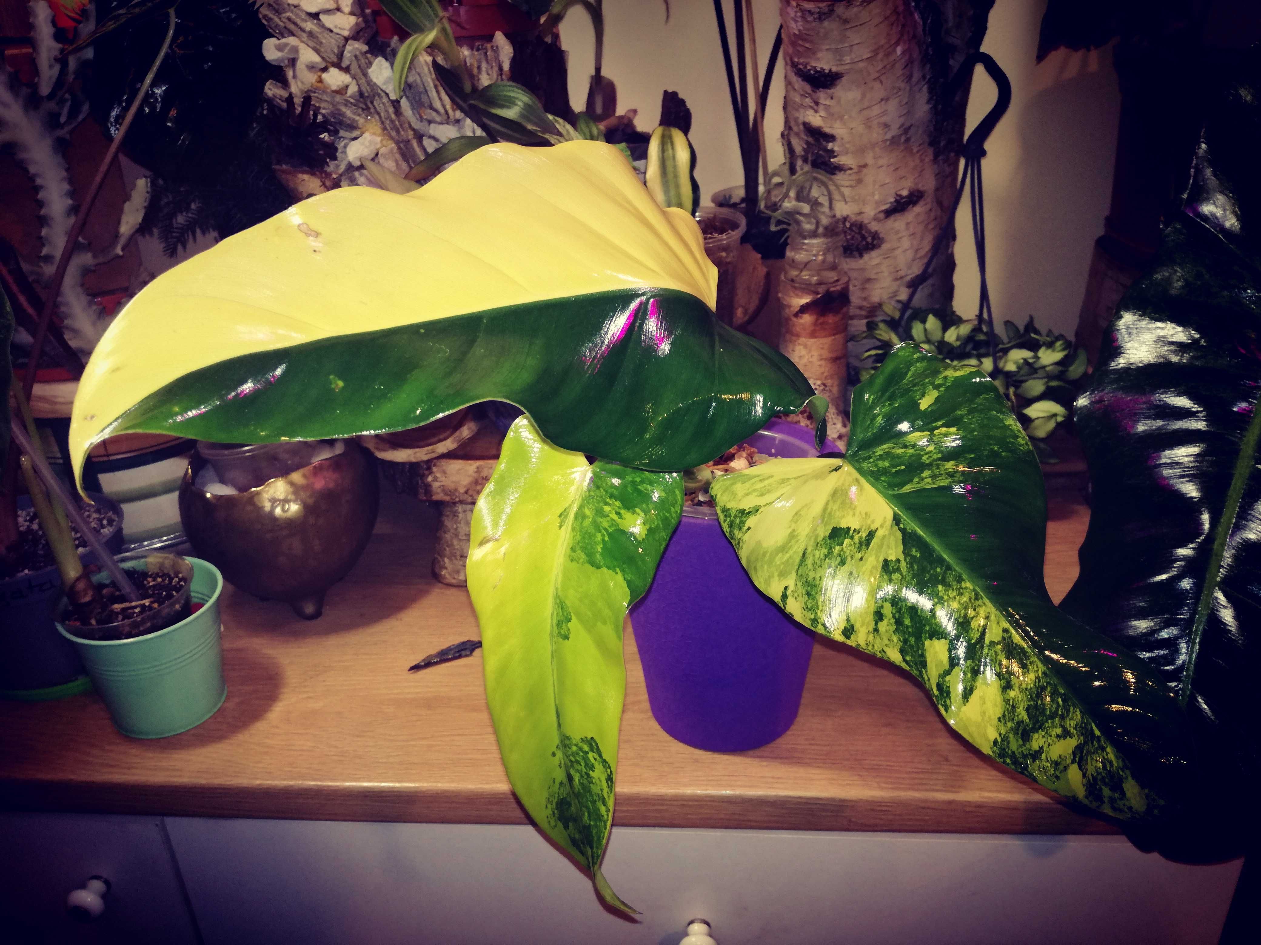 Philodendron Domesticum Variegata Siam Sunrise monstera filodendron