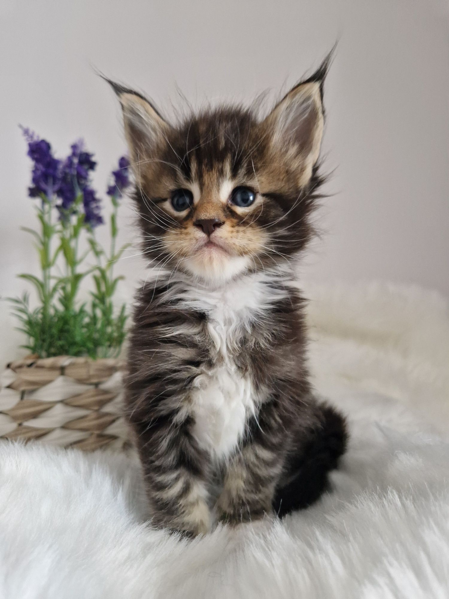 Rezerwacja Maine Coon kocurek, rodowód FPL