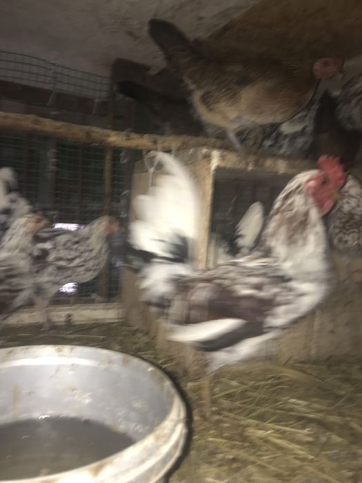 Дикоративні кури та півні