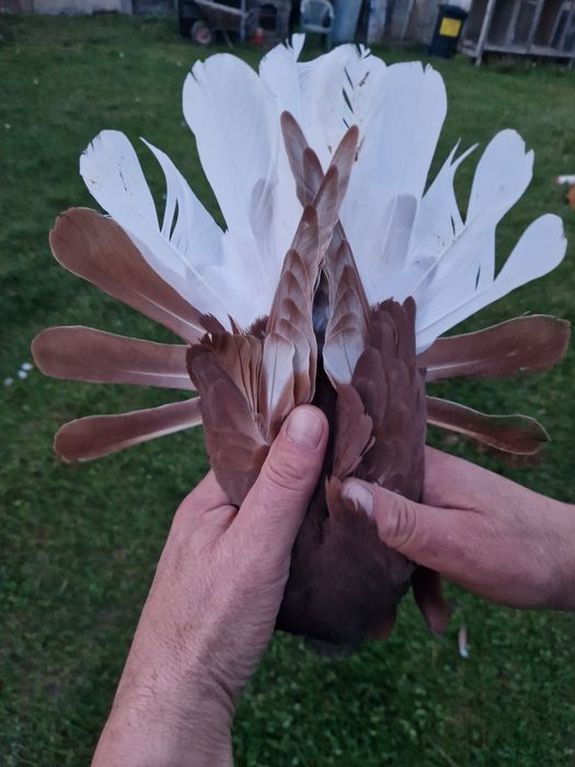 Orliki szariki gołębie