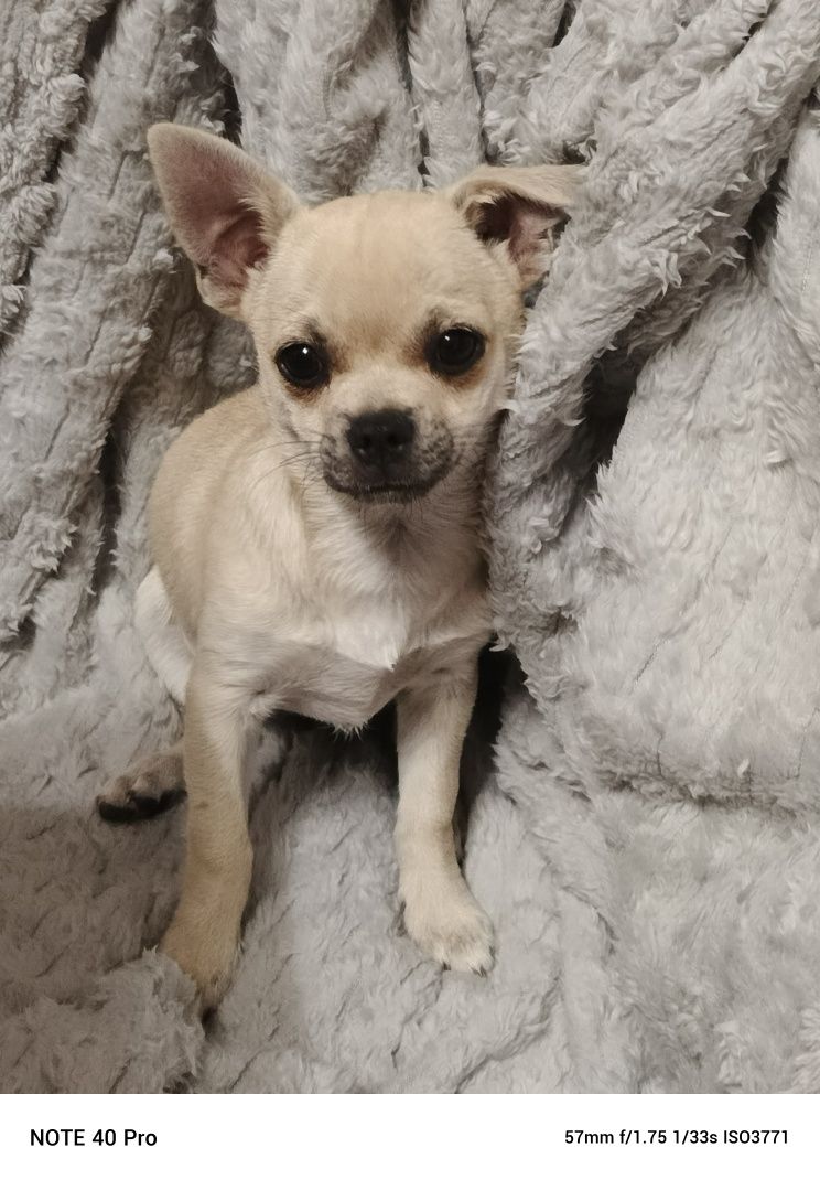 Chihuahua do odbioru od zaraz