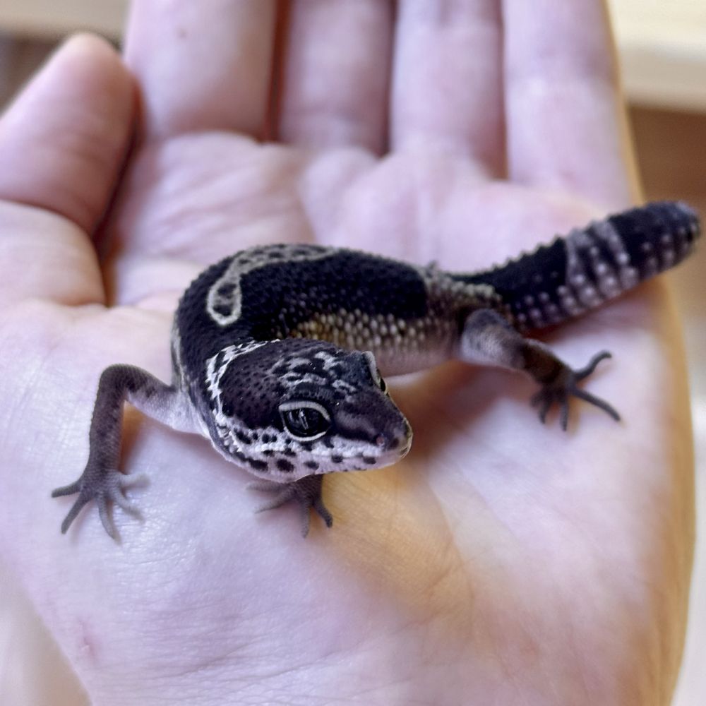 Gekony lamparcie - Carbon - maluchy 07/2025 - Eublepharis macularius