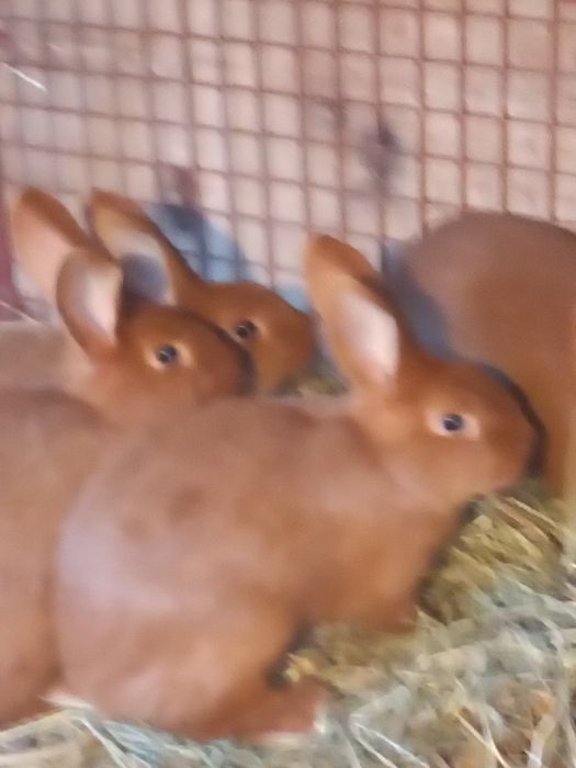 Króliki nowozelandzkie nc Ur 10maja 2025r