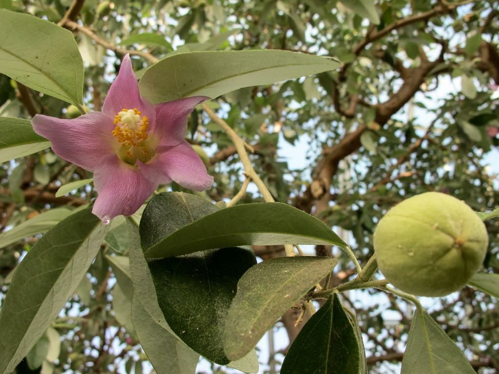 Лагунарія Патерсона / lagunaria patersoniа