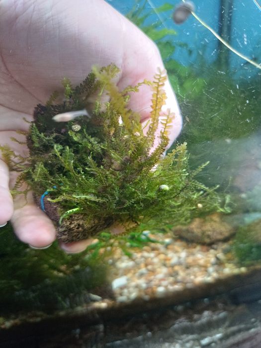 Мох f. Taxifolius, камерун