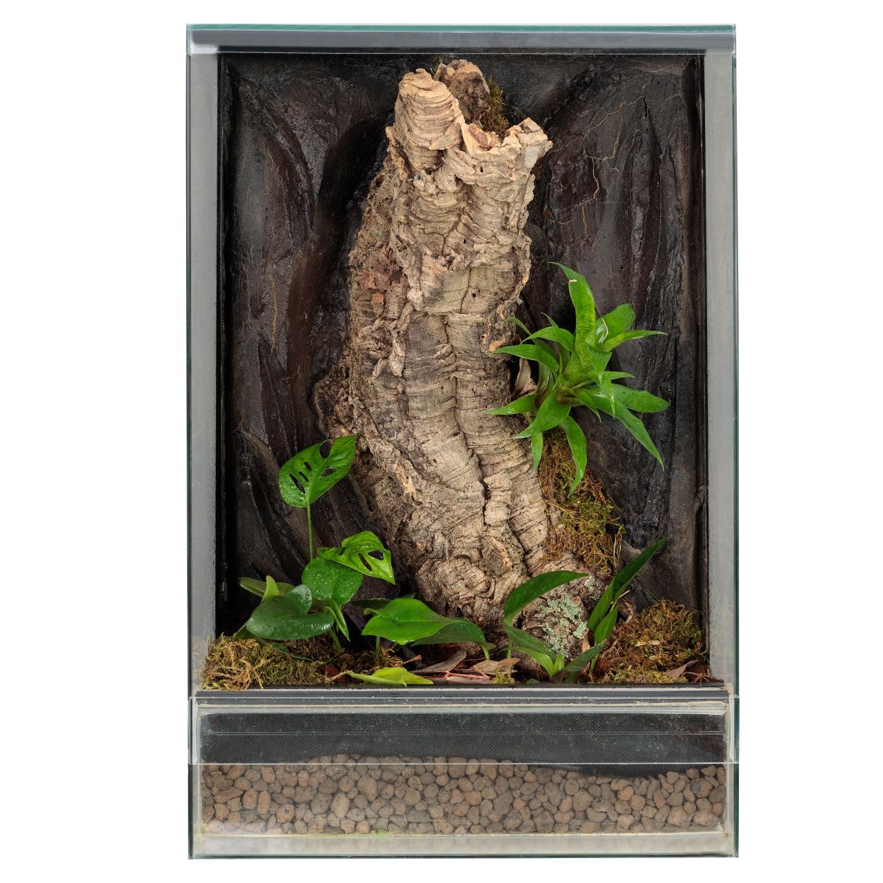 Terrarium gekon orzęsiony