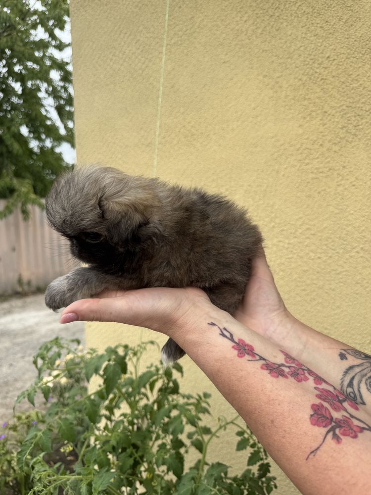 Продам цуценя пекінесу