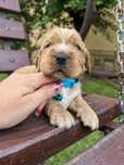 Śliczny szczeniak cocker spaniel