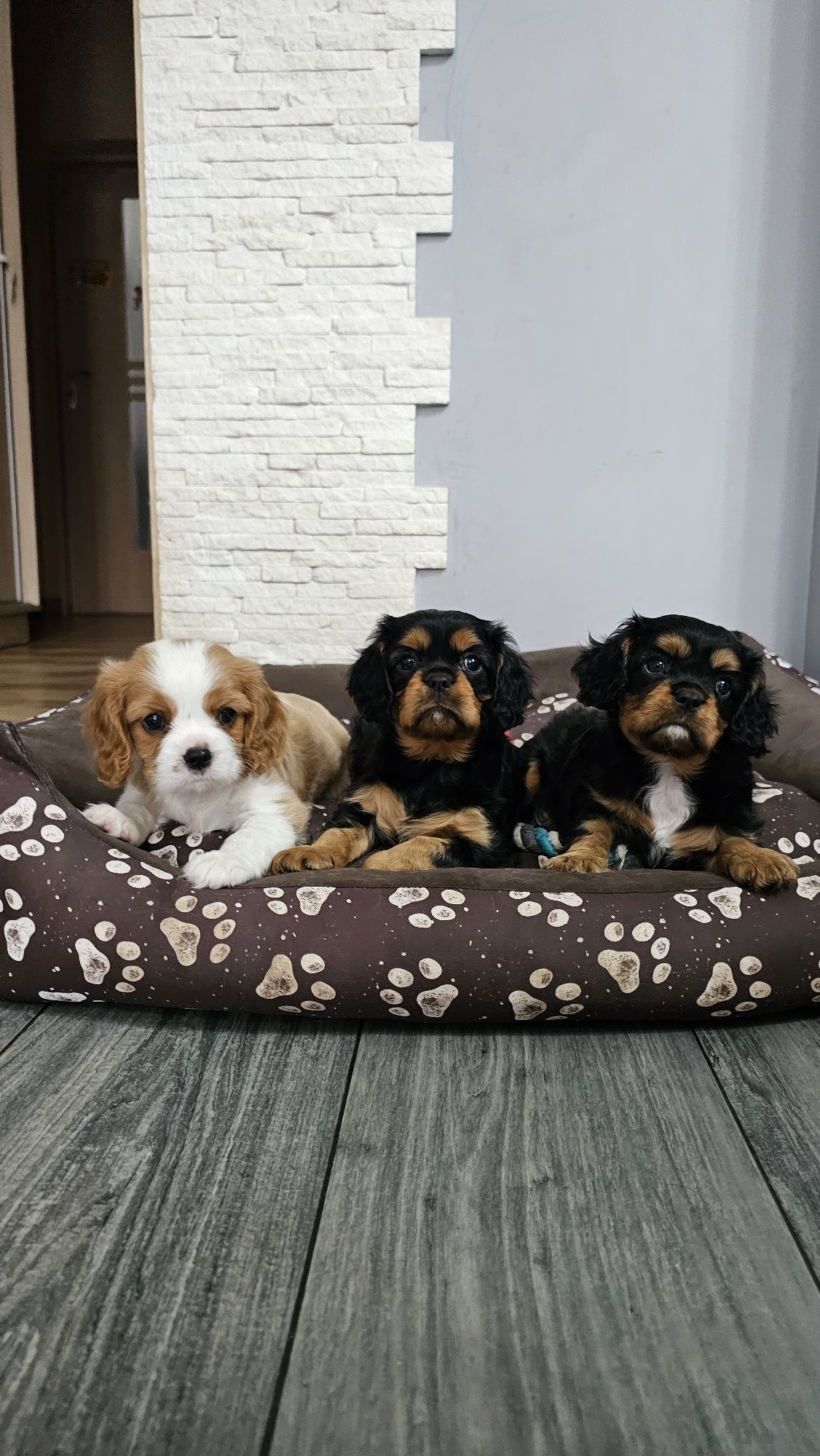 Cavalier King Charles Spaniel Axel
