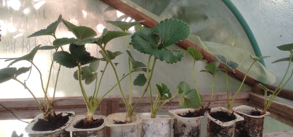 Morangueiros San Andreas