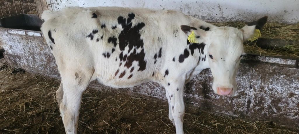 9 jałówek odchowanych zarłaków