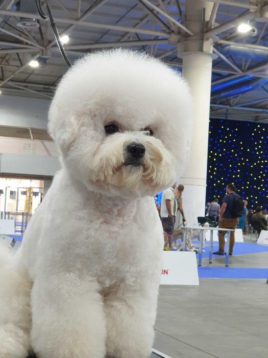 Бишон Фризе. ВЯЗКА.(чемпион 7 стран.шоу класс)