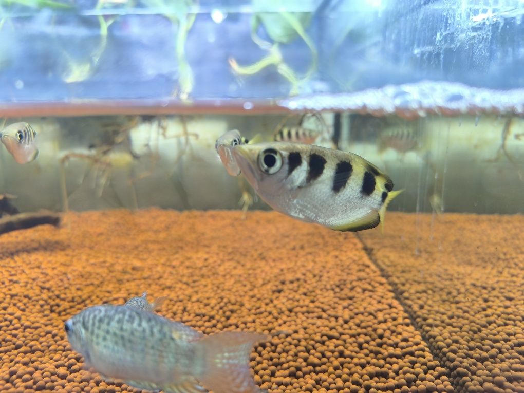 Peixe Arqueiro (Toxotes Jaculatrix)