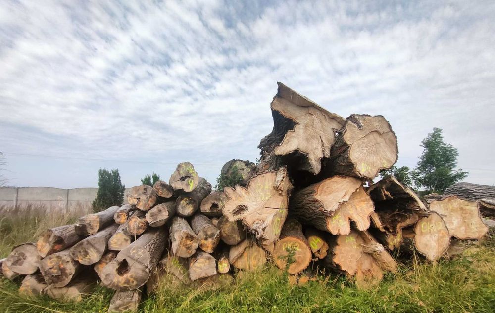 Sprzedam kłody drewna liściastego różne długości i  średnice