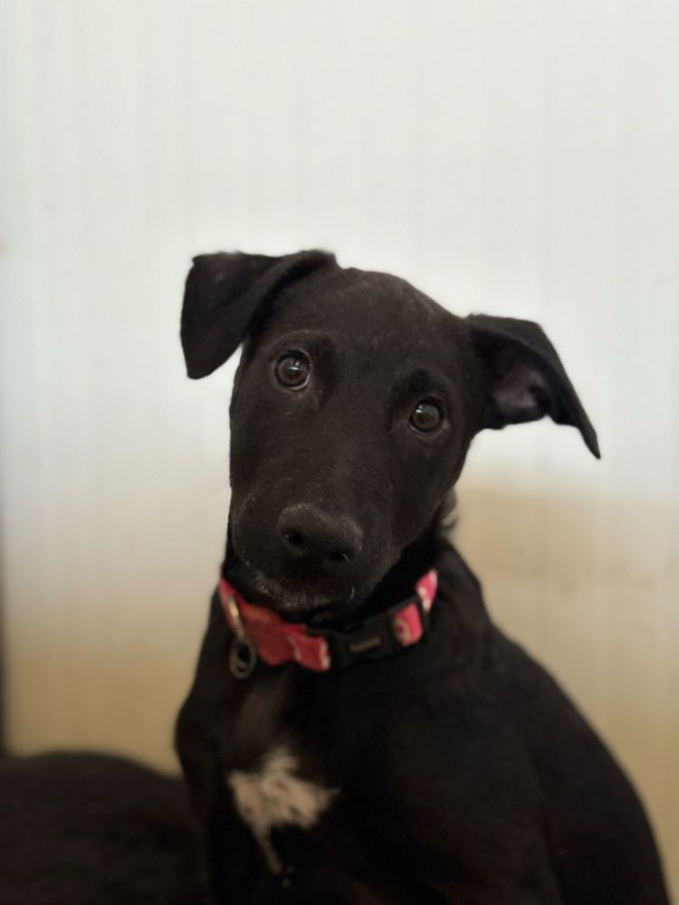Cachorra 3 meses para adoção
