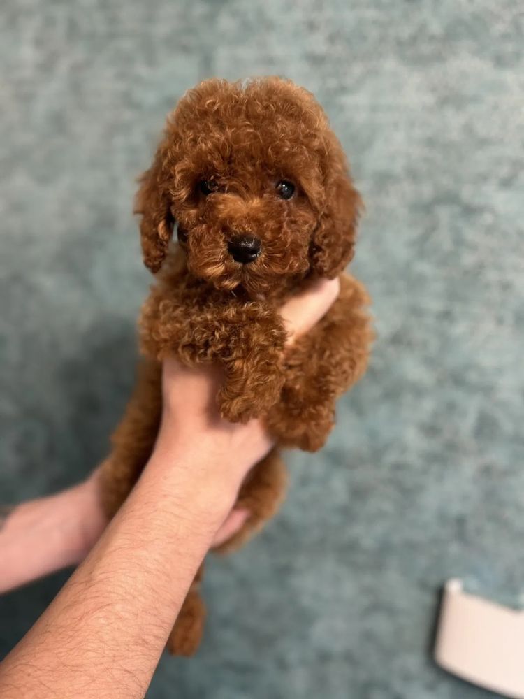 Pudel toy - piesek red