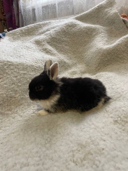 Карликові, декоративні кролики