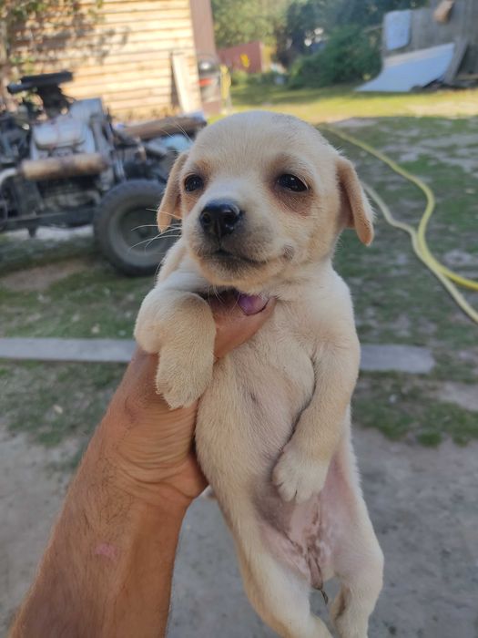 Цуценя безкоштовно