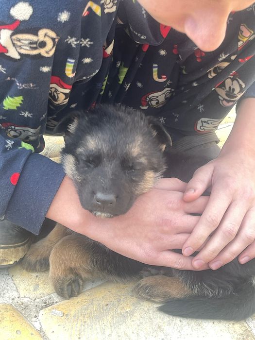 Німецька вівчарка