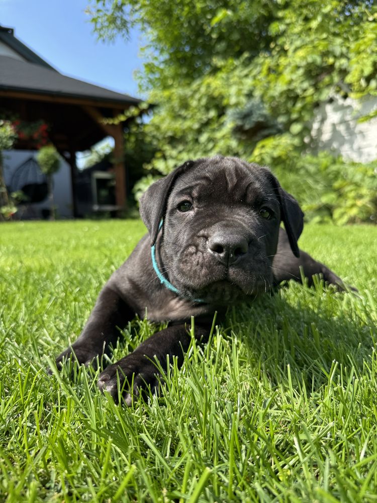 Suczka rasy bandog( nie cane corso, amstaff)