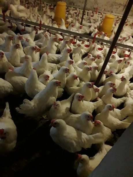 Nioski Leghorn 24 tygodnie. WYSYŁKA!!