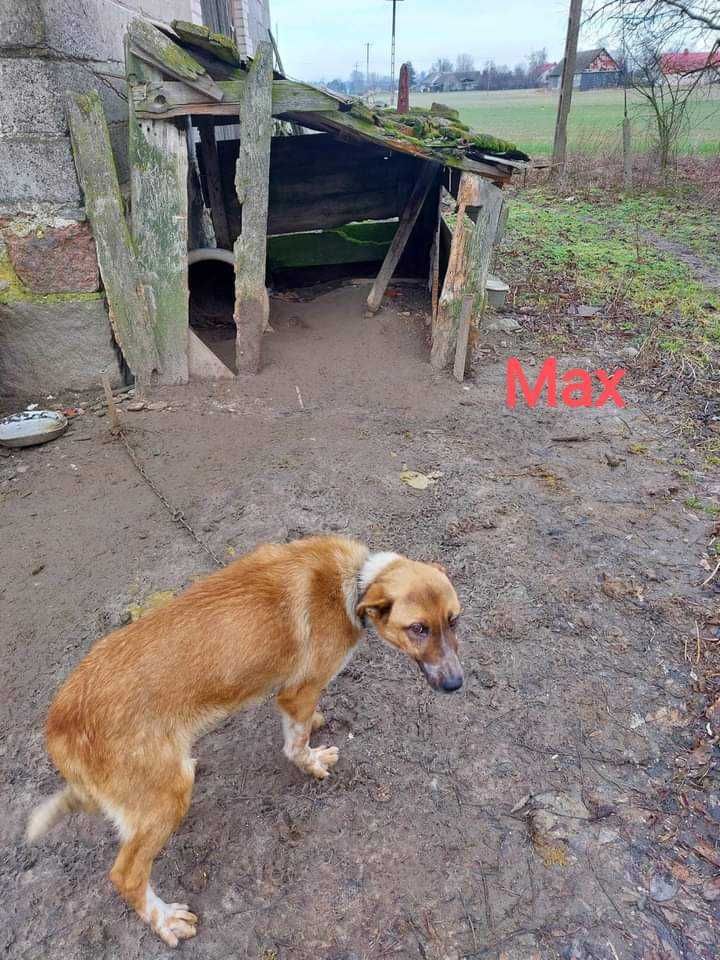 Max i Bax szukają pilnie domu