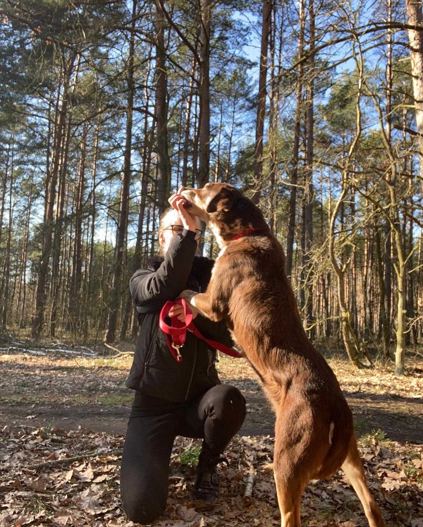 Cudnej urody Amber czeka w schronisku :( Piękny psiak!