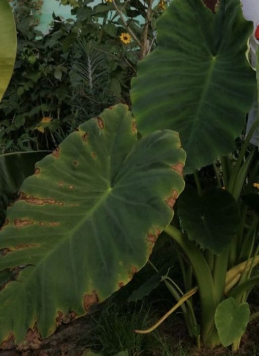Colocasia esculenta -Kolokazja jadalna. Bulwa
Sadzimy