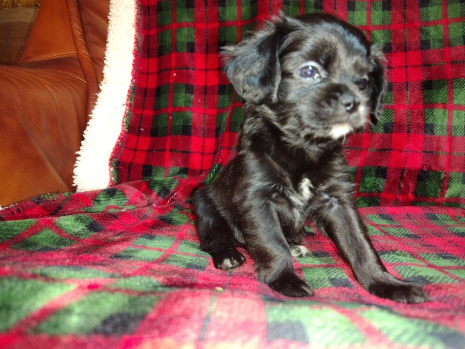 Cavapoo, cavalier King Charles spaniel & pudel toy, sunia