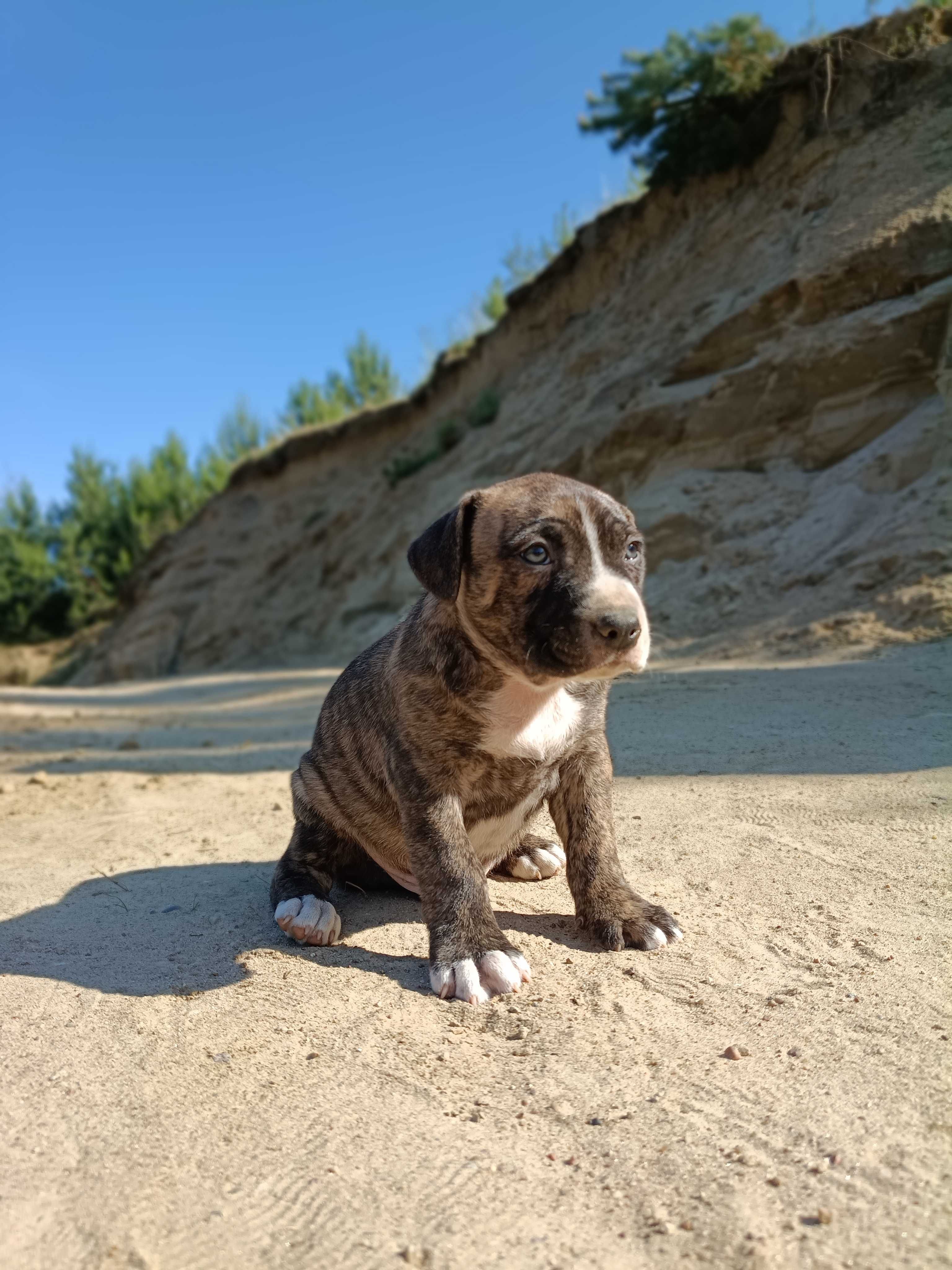 Amstaff samiec pręgowany