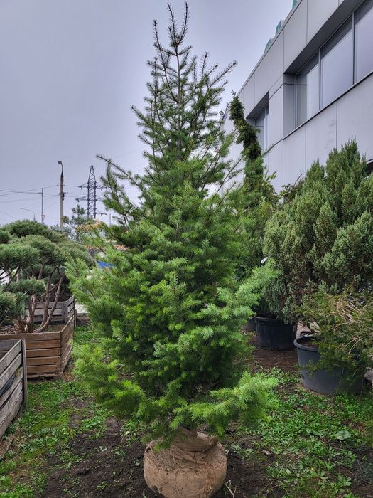 Живі новорічні Ялинки/Кримські Сосни/Псевдотсуги