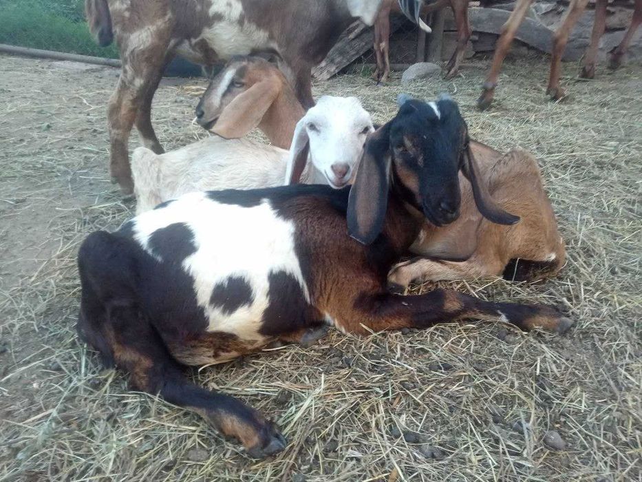 Козлики англо-нубийские