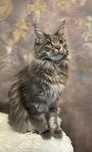 Kotka Maine Coon /Mco