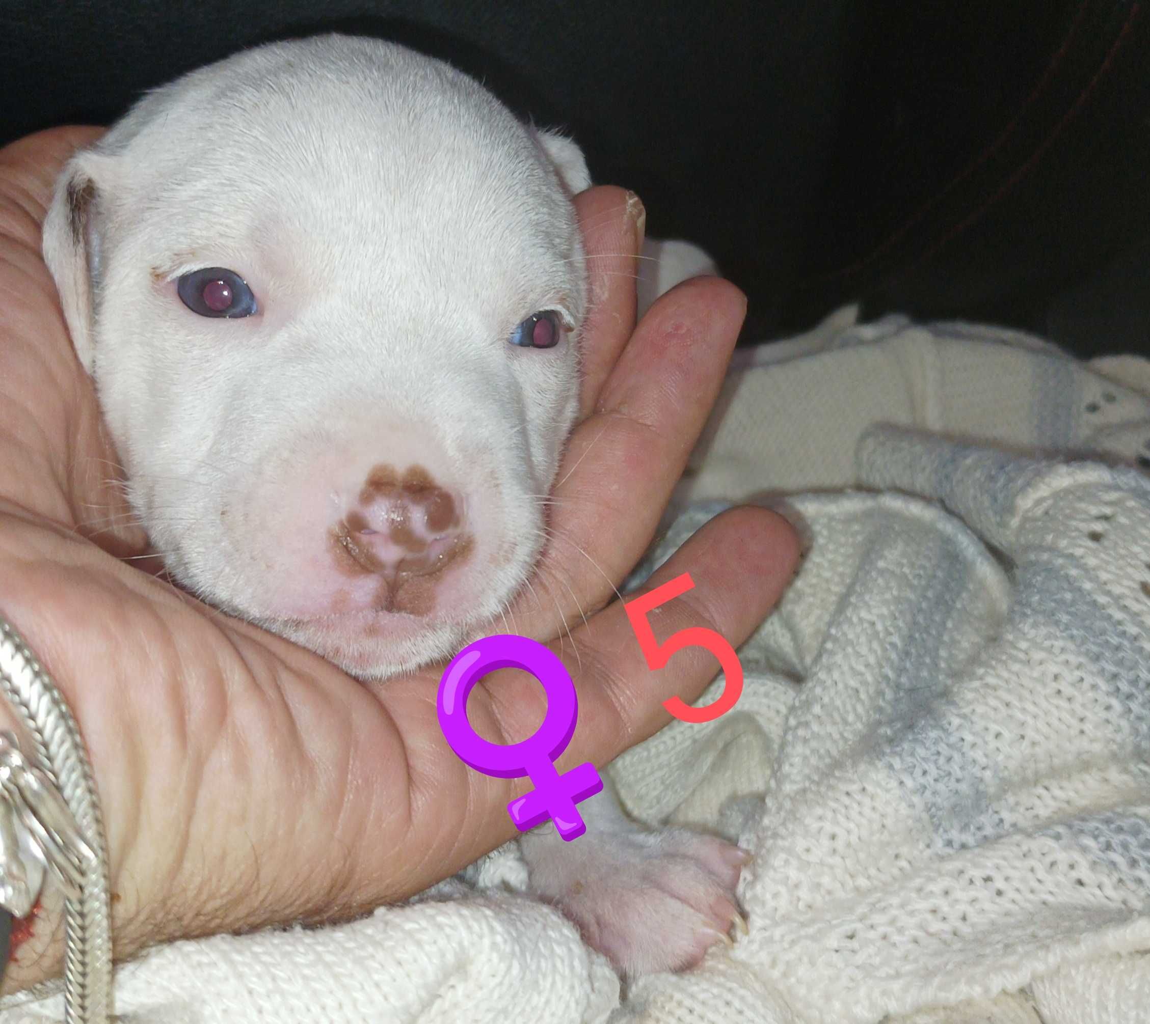 Amstaff'S para adoção