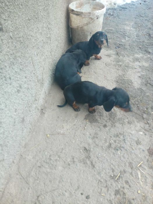 Jamniki krótkowłose