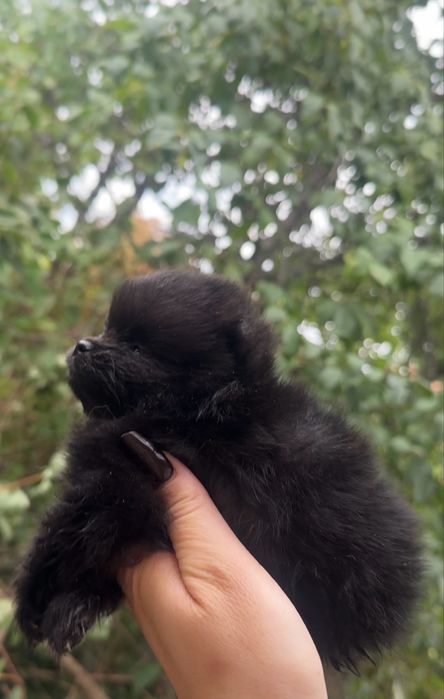 Pomeranian dziewczynka czarna mini