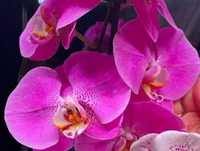Орхидея домашняя
