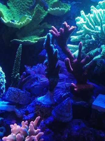 Montipora stalowa szczepki koralowce akwarium morskie