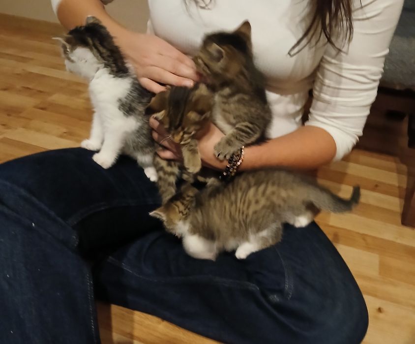 Oddam małe kotki w dobre ręce