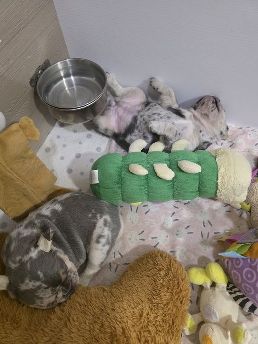 Дві дівчинки мерле і лілак мерле