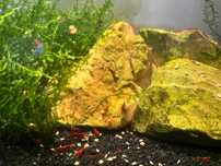 Camarões Neocaridina Red Cherry (Fire)