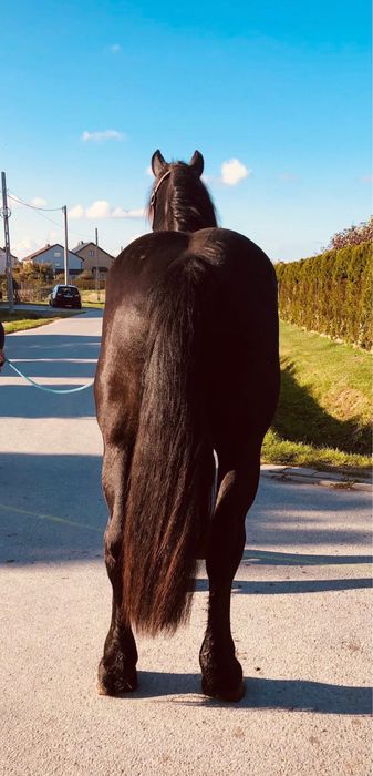 Kary Percheron 2023 rok
