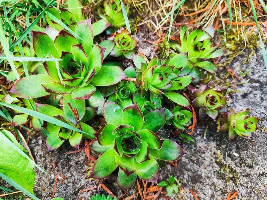 Piękne kwiaty mrozoodporne rojniki
