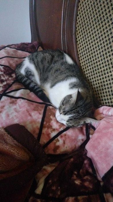 Gata gatinha 7 meses para adoção consciente