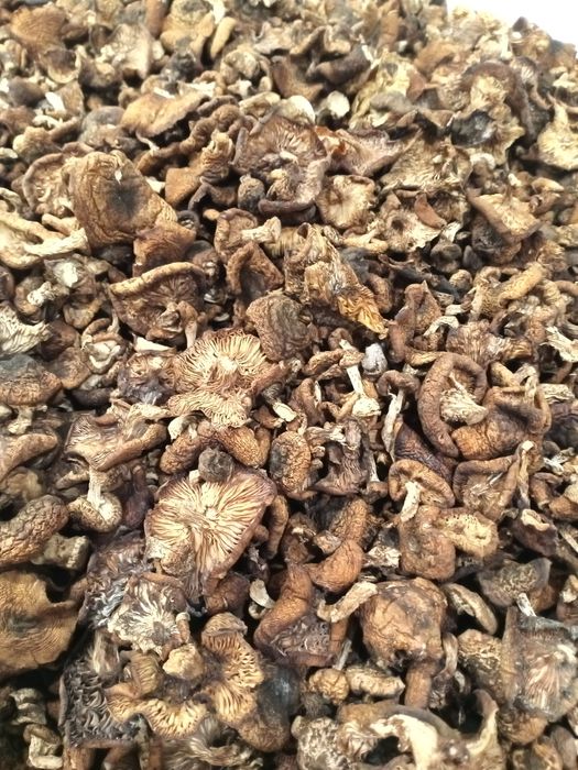 Grzyby suszone opieńki